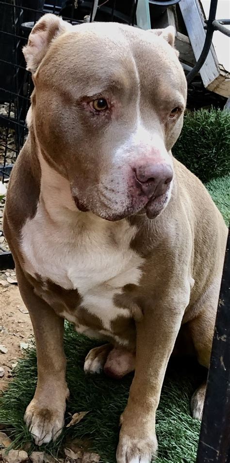 Grooming and Hygiene (Pitbulls For Sale Near Me) While Pitbulls have short coats that require minimal grooming, regular baths, nail trimming, and dental care are essential. . Pitbull sale